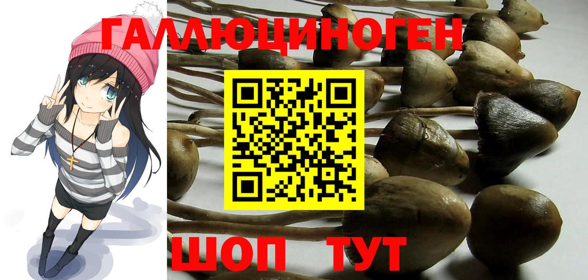 Череповец  Псилоцибиновые грибы Psilocybine cubensis  Вход с VPN 
